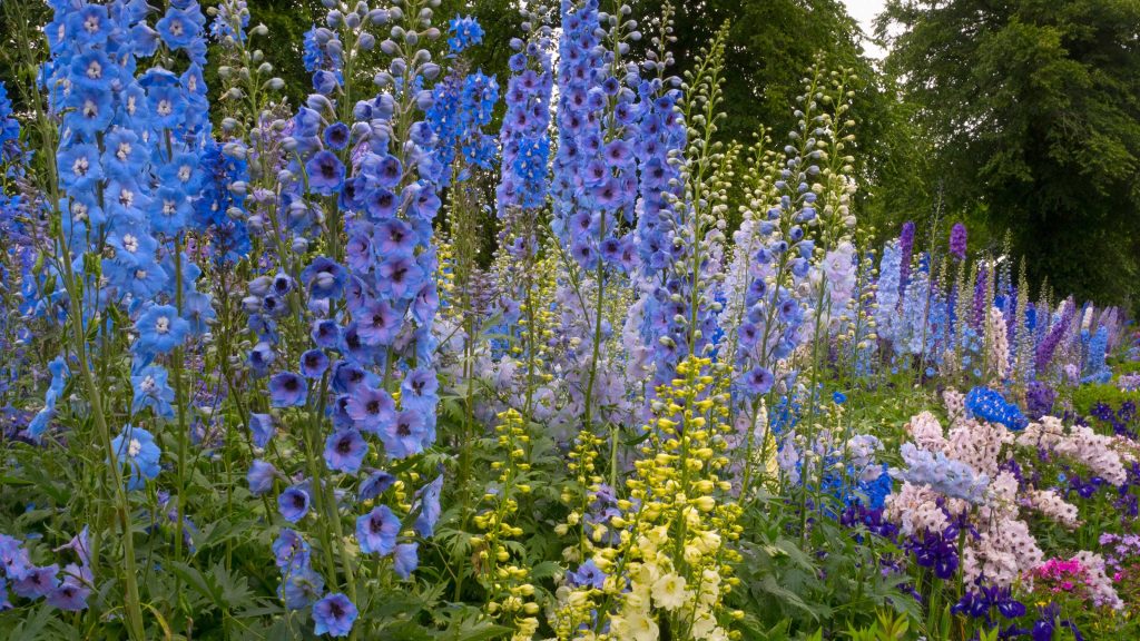 How to Grow Delphinium Outdoors