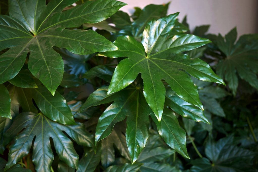 How to Grow Fatsia Japonica