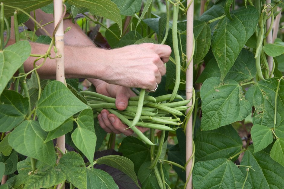 How to Grow French Beans