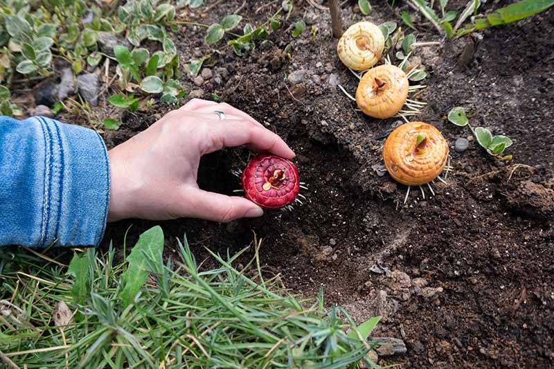 How to Grow Gladiolus Bulbs