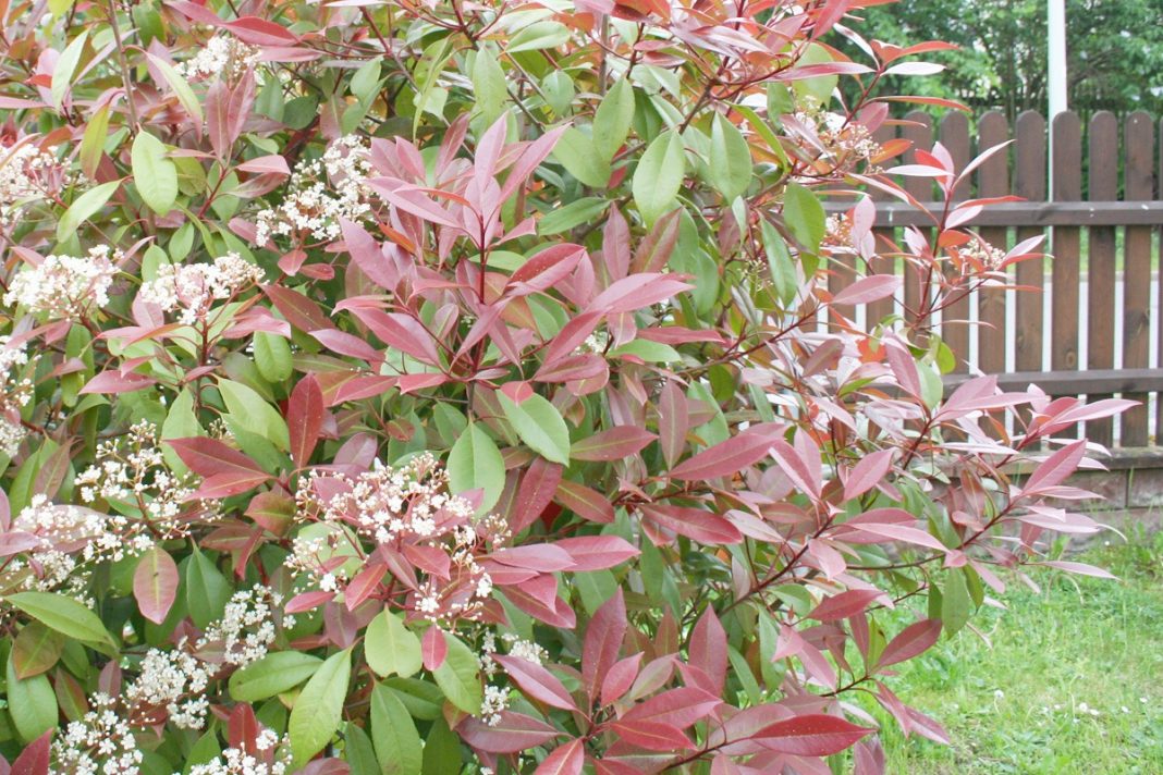 How to Grow Photinia Red Robin