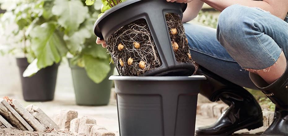 How to Grow Potatoes in a Pot?