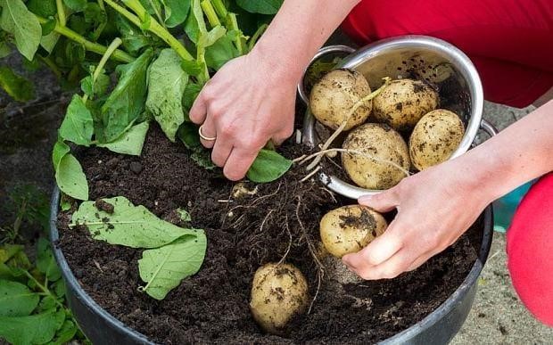 How to Grow Potatoes