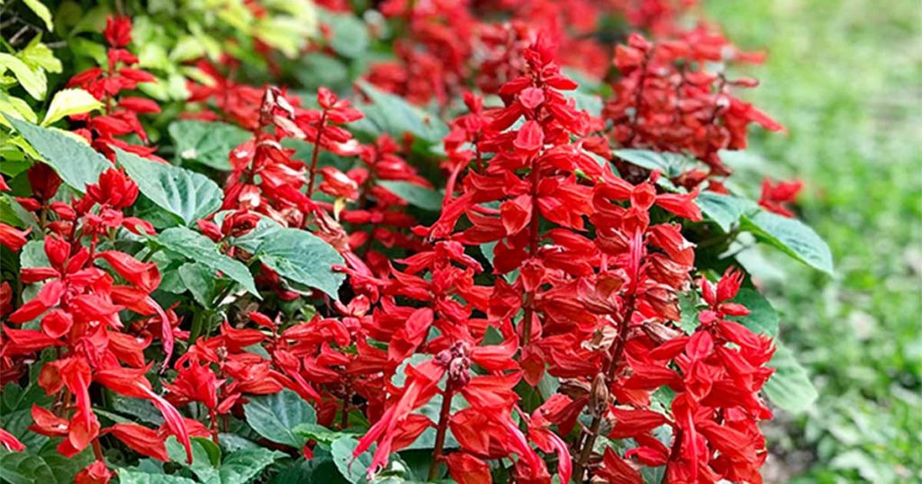 How to Grow Salvia Plants