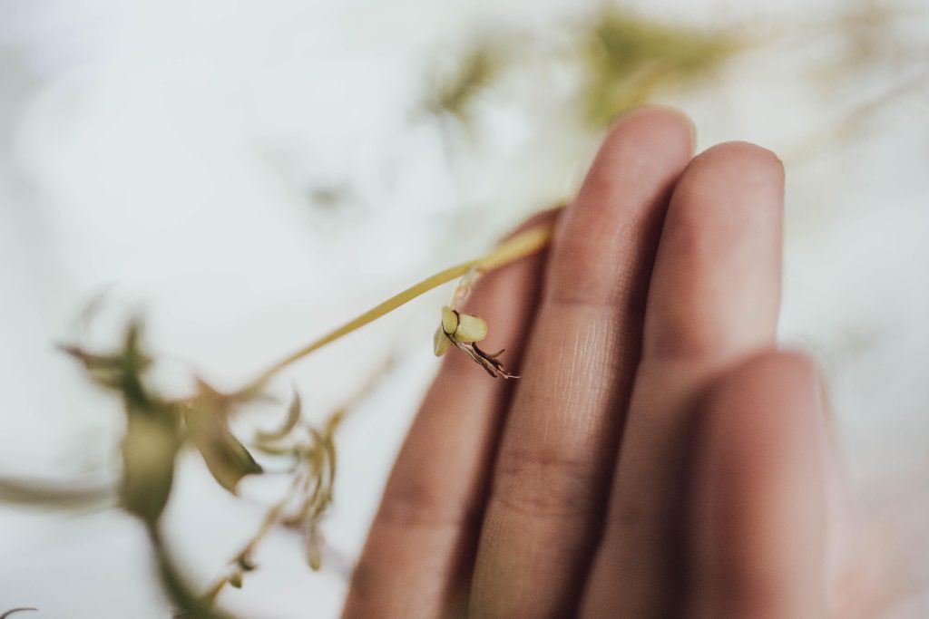 How to Grow Spider Plant