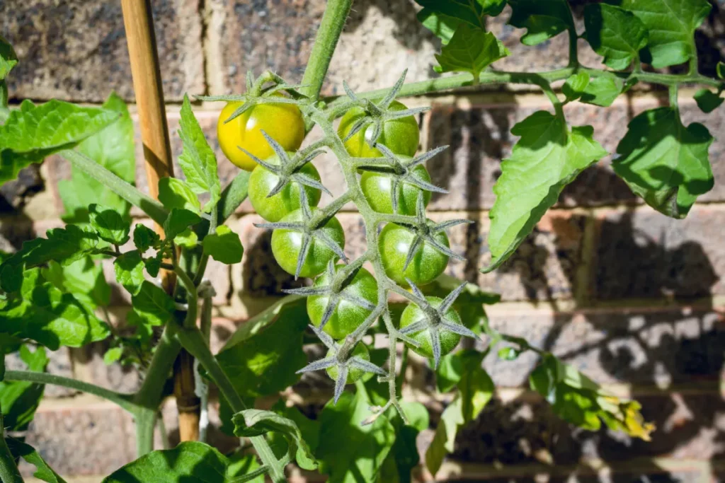 How to Grow Sungold Tomatoes