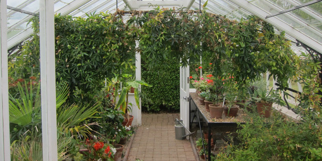 How to Grow Vegetables in a Greenhouse