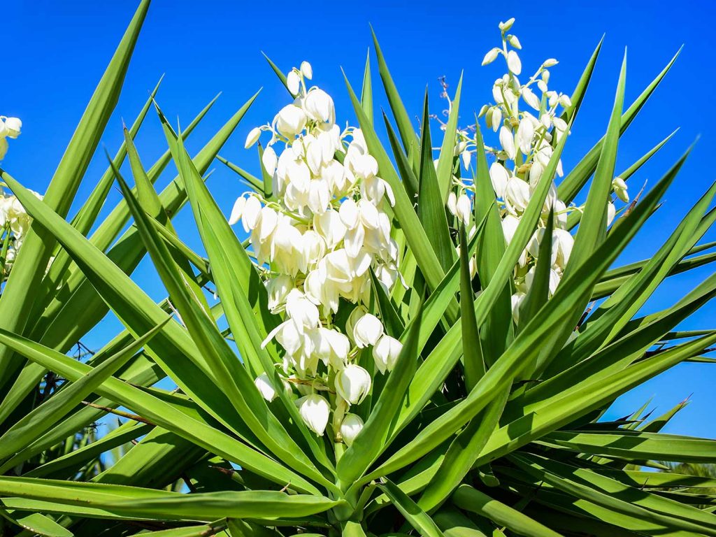 How to Grow Your Yucca Plants Outdoors