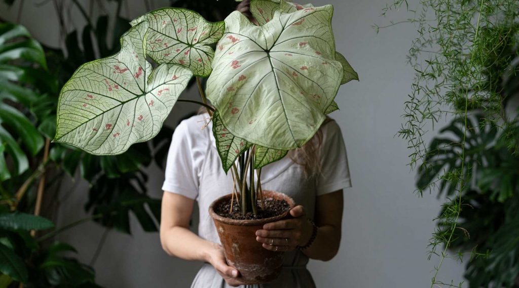 How to Grow a Caladium Houseplant