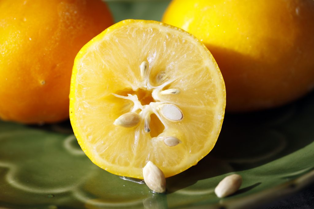 How to Grow a Lemon Tree from Seeds