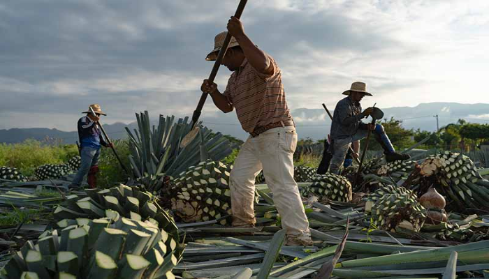 How to Grow an Agave Plant_