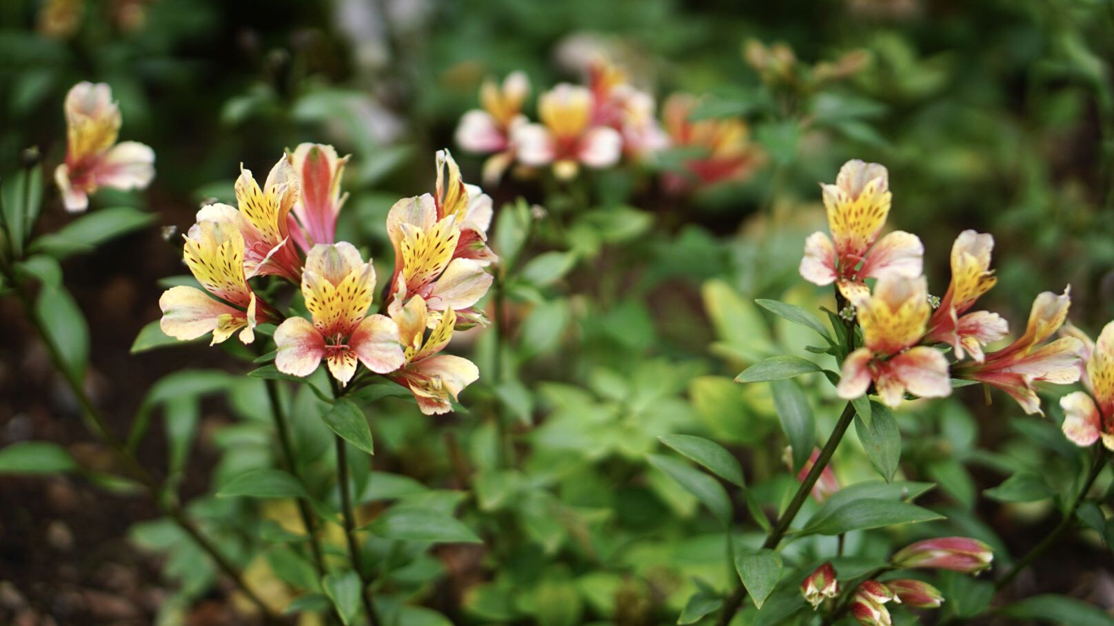 How to Grow and Care Alstroemeria