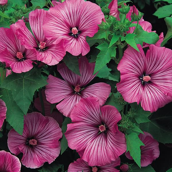 How to Grow and Care for Lavatera