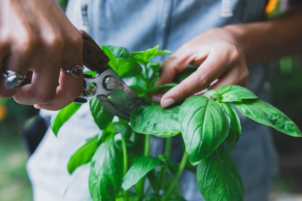 How to Harvest Basil