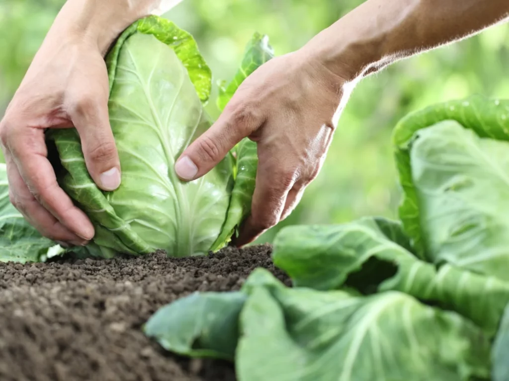 How to Harvest Cabbage