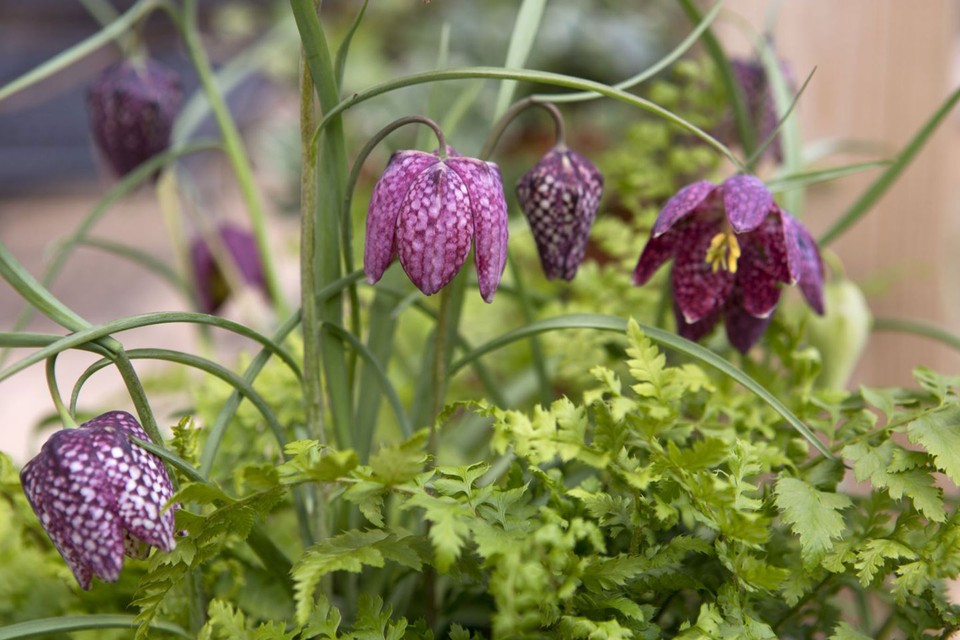 How to Harvest Snake Head Fritillaries