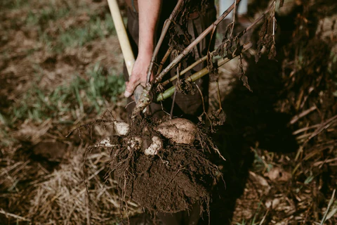 How to Lift Dahlia Tubers