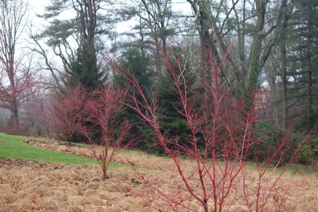 How to Maintain Acer Trees During Winter