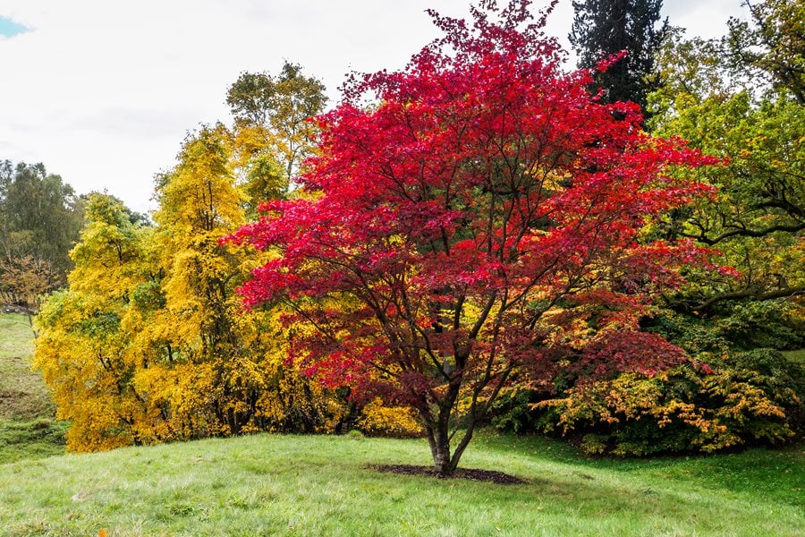 How to Make an Acer Bushy