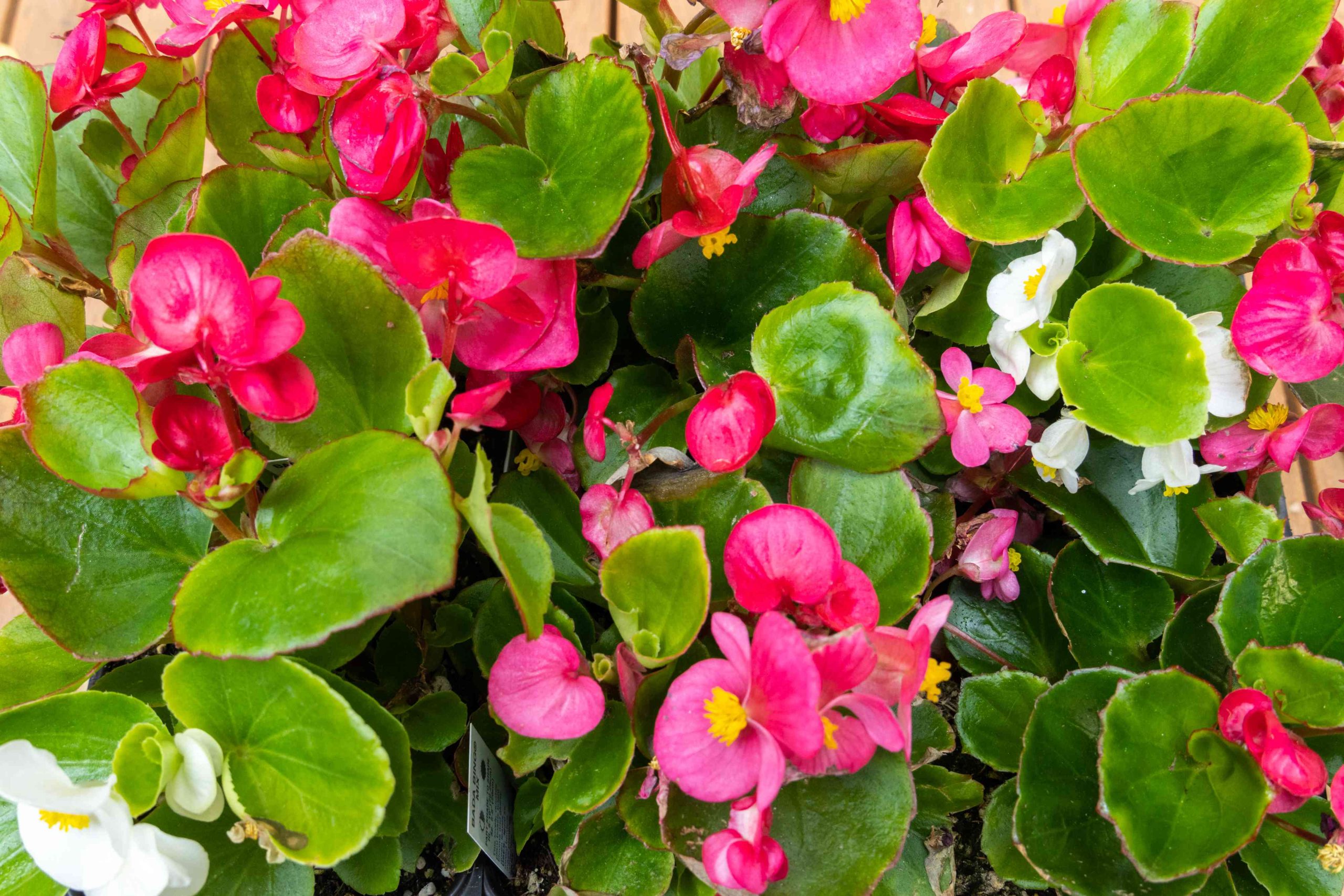 How to Overwinter Begonias in Baskets?