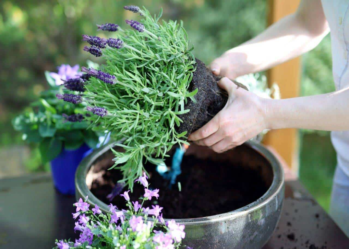 How to Plant Lavender in Containers