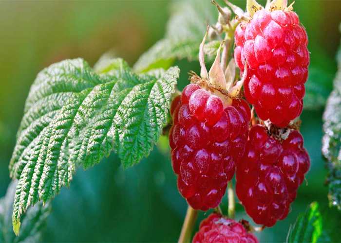 How to Plant Raspberries