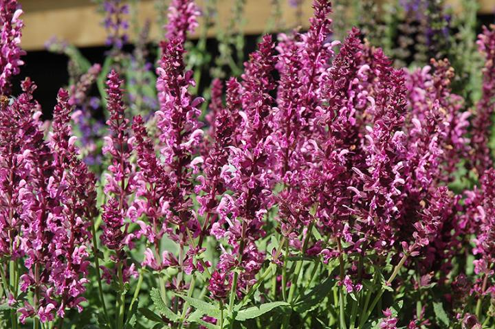 How to Plant Salvia?