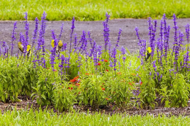 How to Plant Salvias