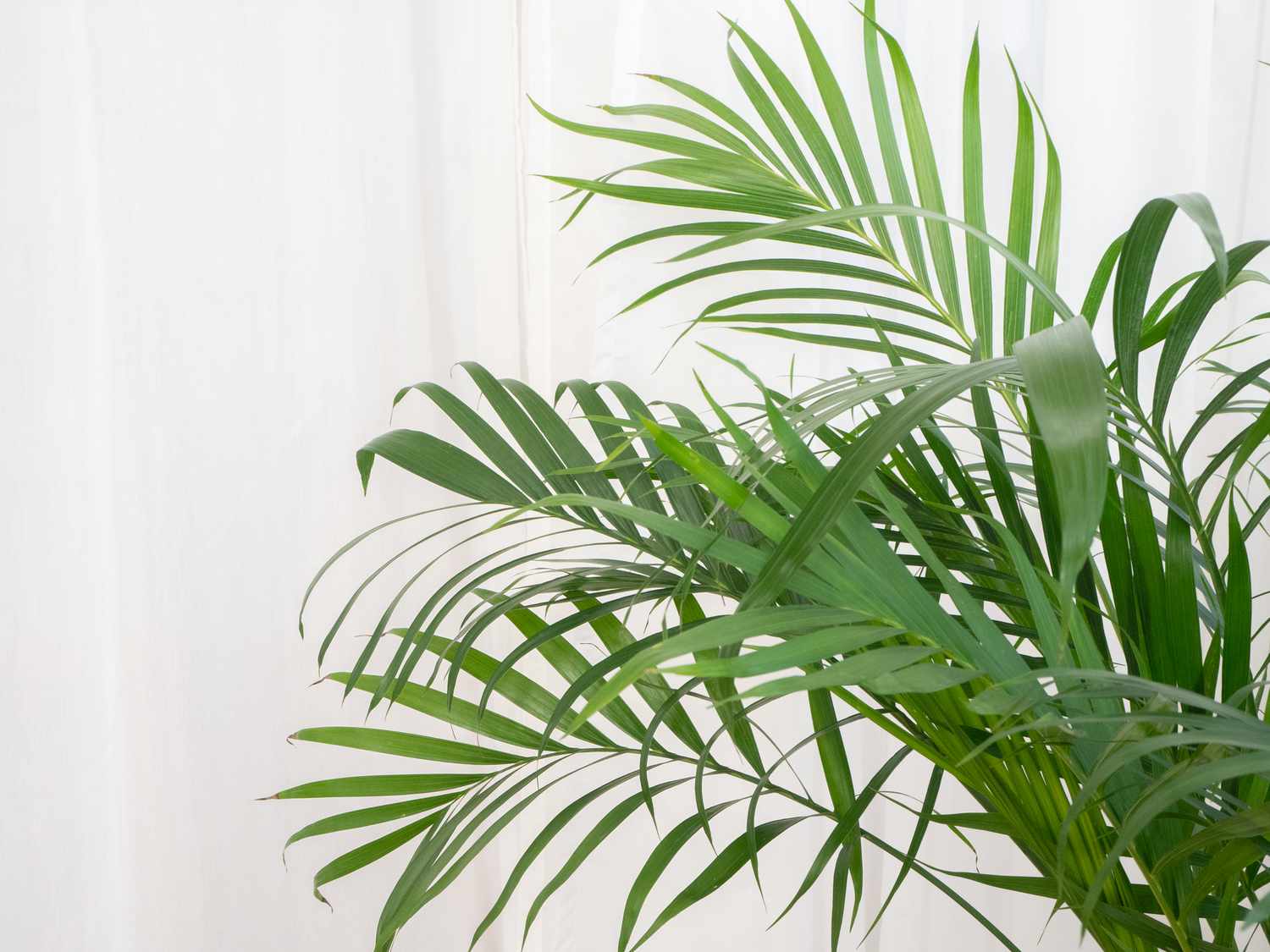 How to Plant a Palm Tree