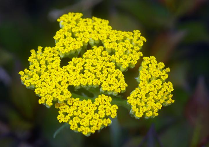 How to Plant and Care for Achillea Yarrows Plants