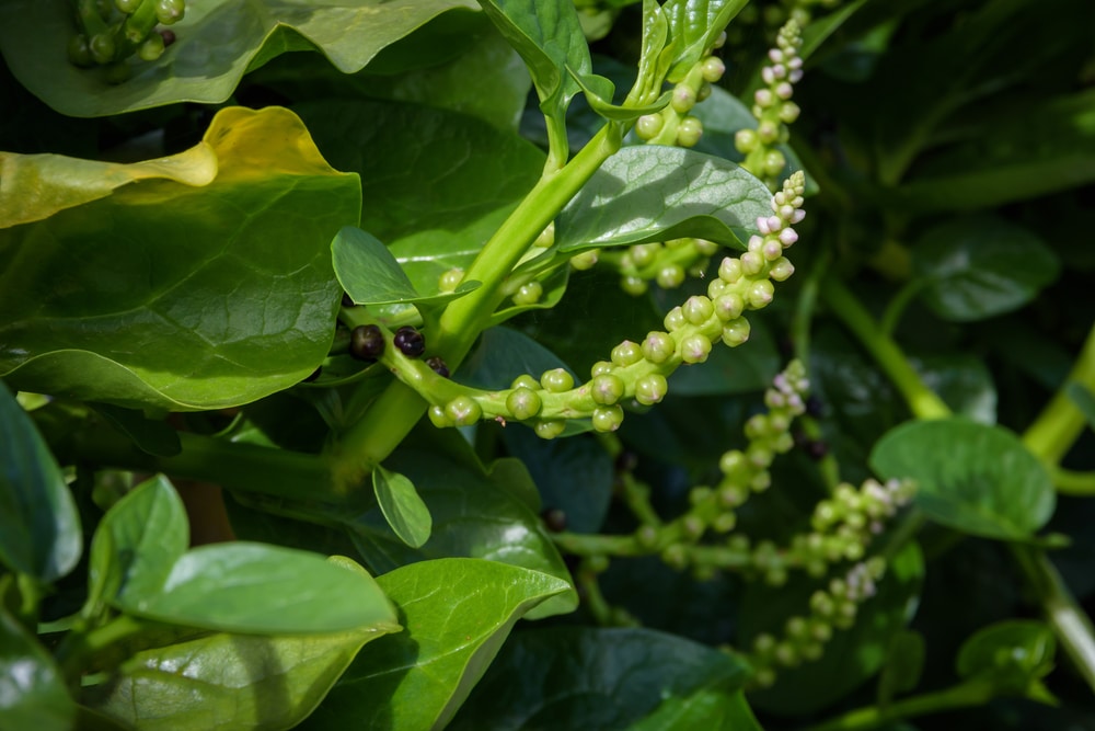 How to Prevent Bolting of Spinach