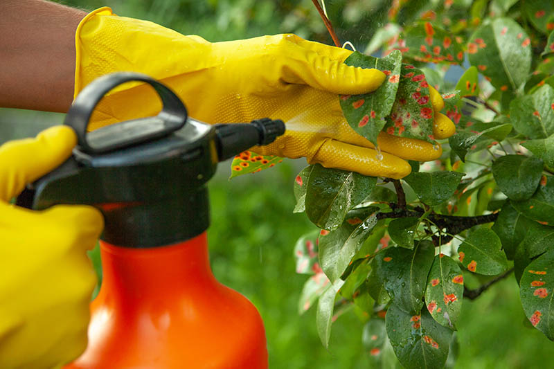 How to Prevent Box Blight