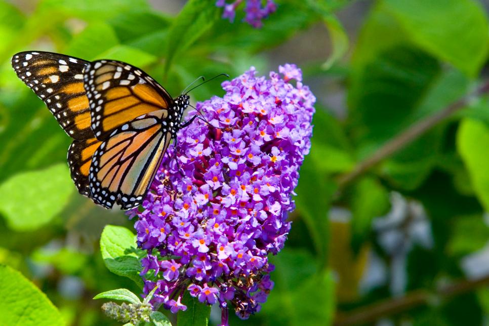 How to Propagate Buddleja