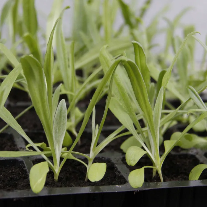 How to Propagate Cornflowers