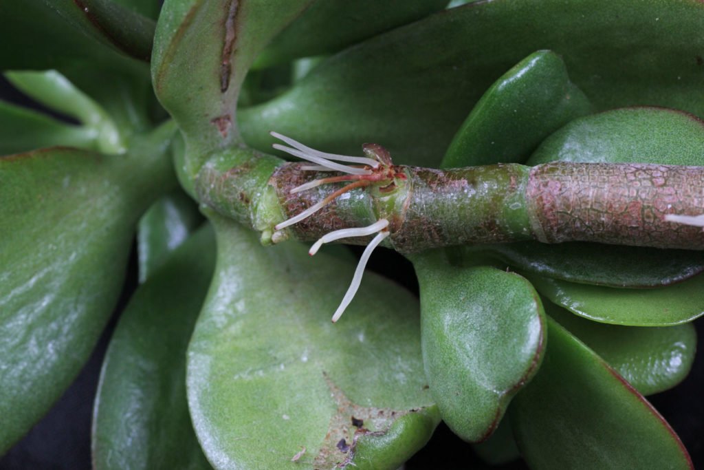 How to Propagate a Crassula Ovata “Money” Plant