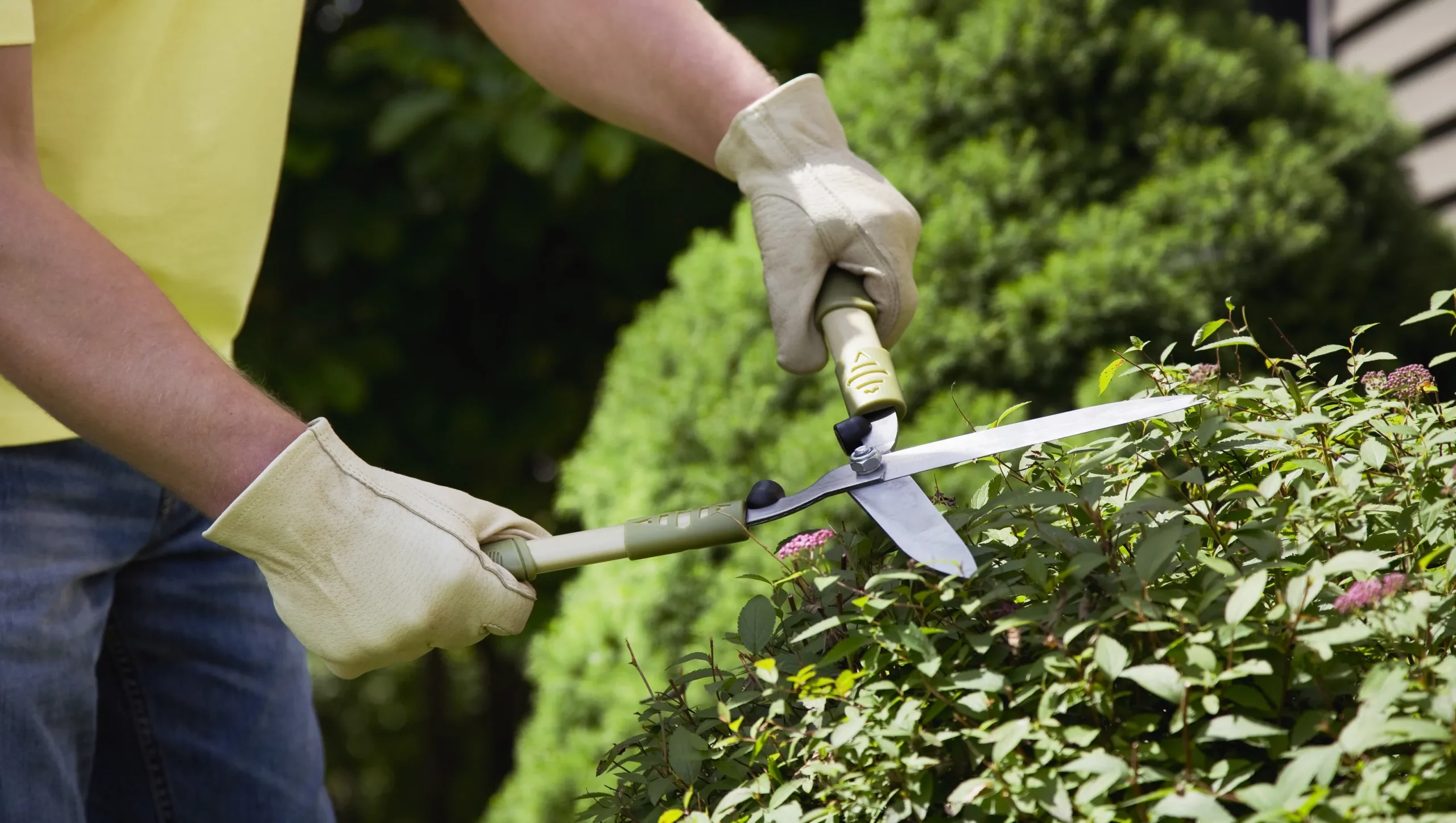 How to Prune Forsythia