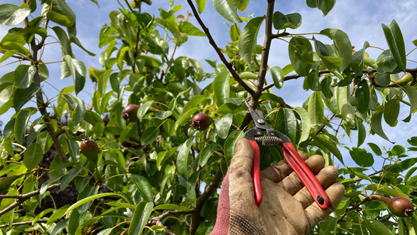 How to Prune Pear Trees in the UK