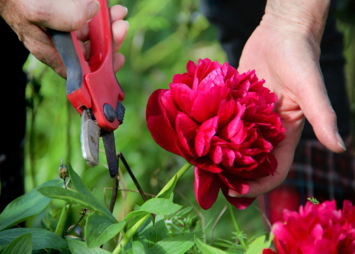 How to Prune Peonies