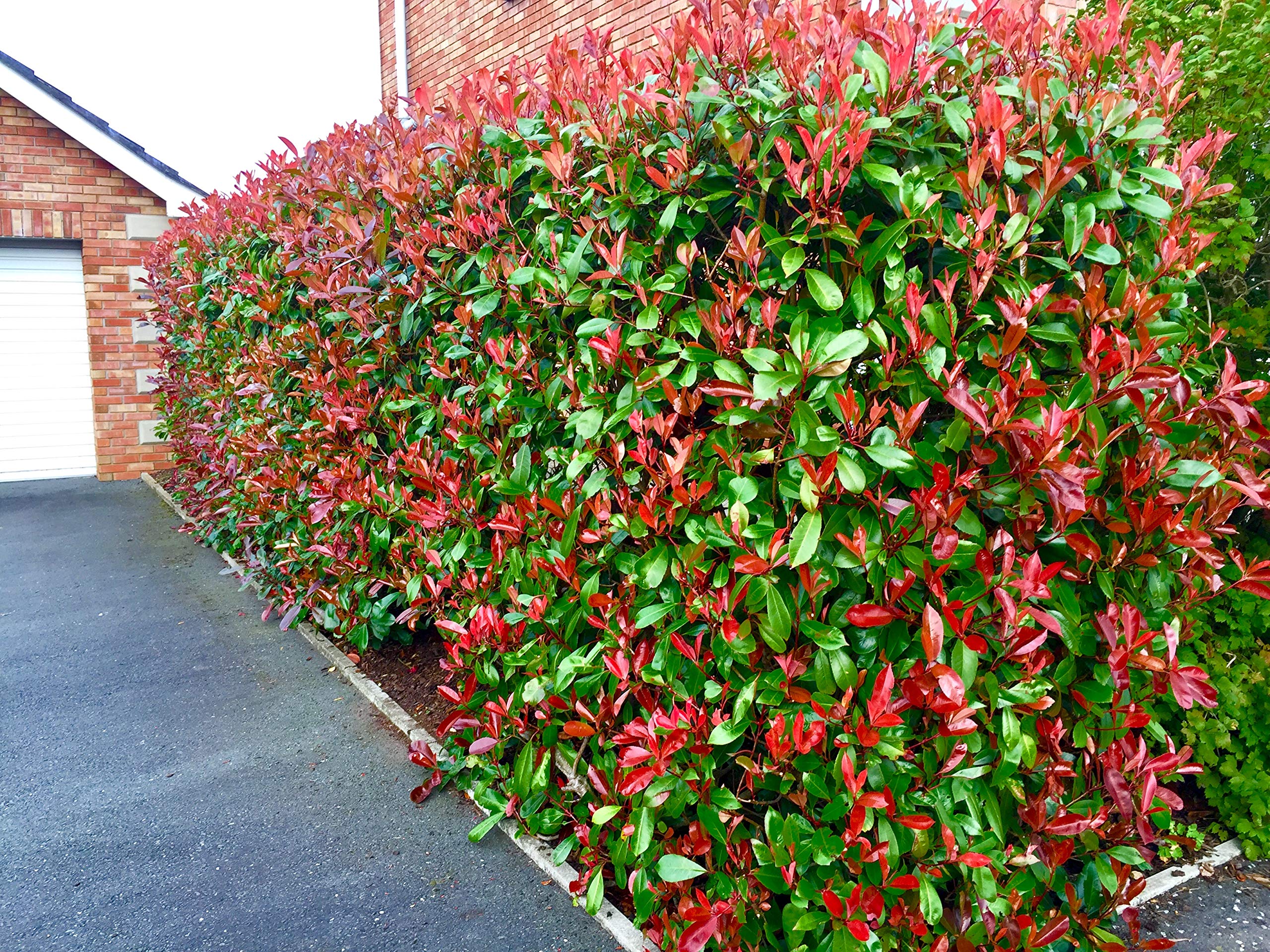 Complete Guide to Pruning Photinia Red Robin