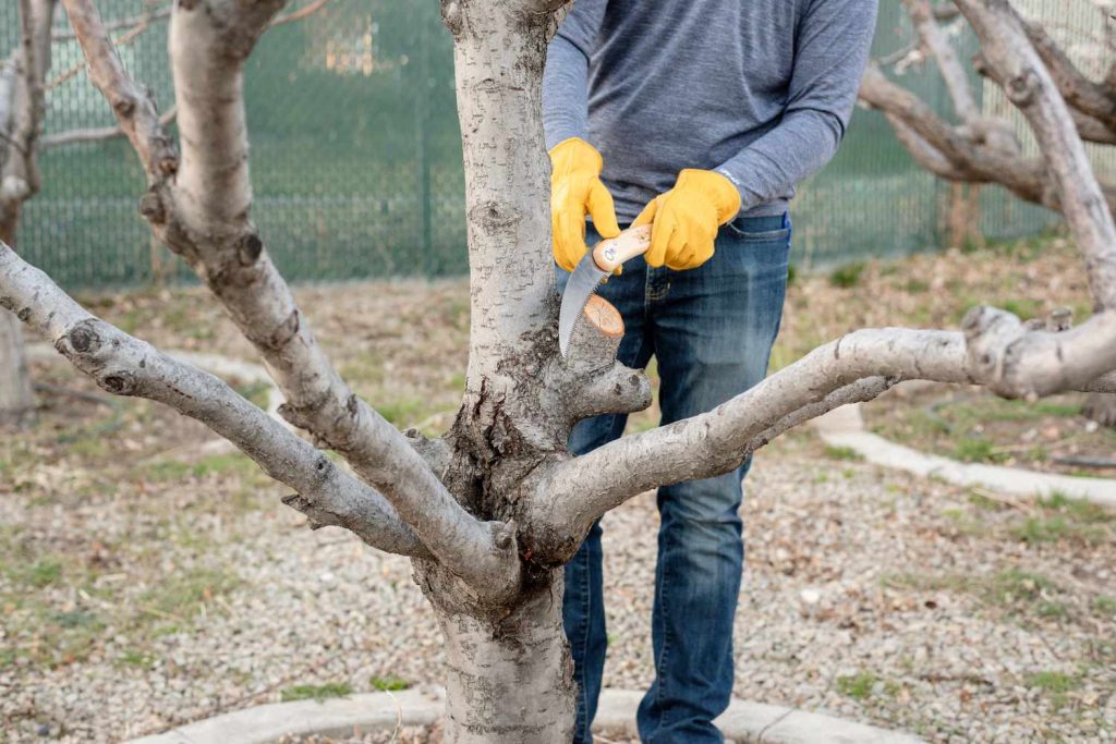 How to Prune Plum Tree