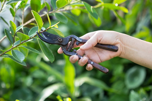 How to Prune St John's Wort Plant