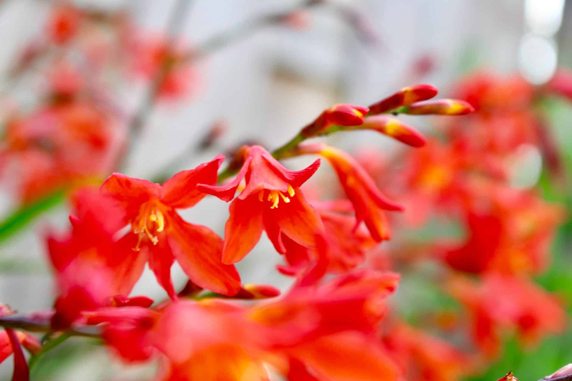 How to Stop Crocosmia from Spreading