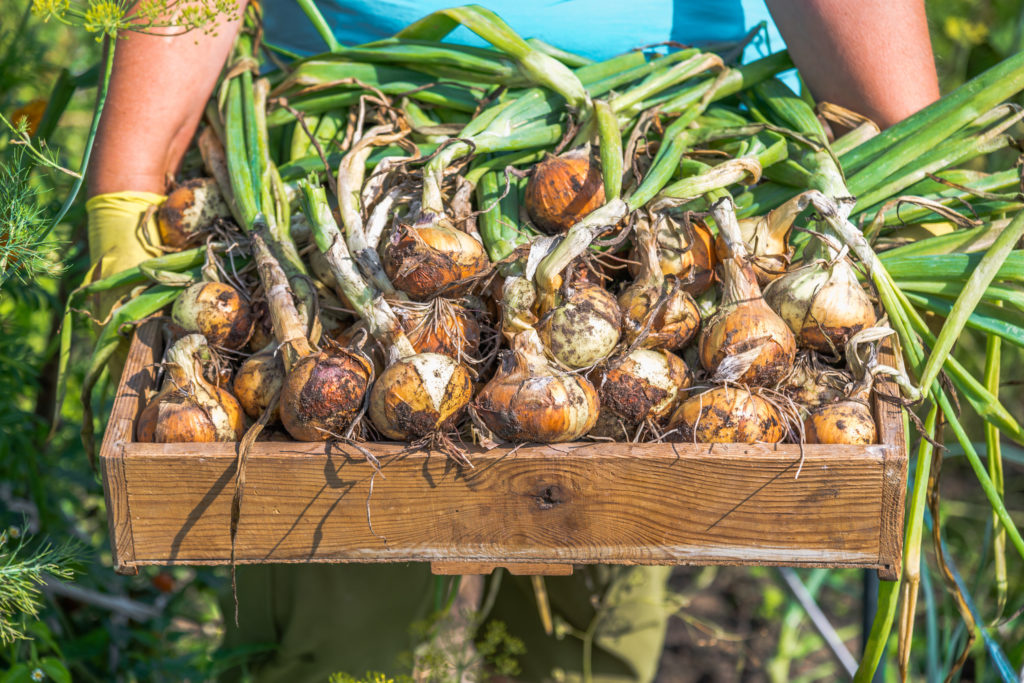 How to Store Onions