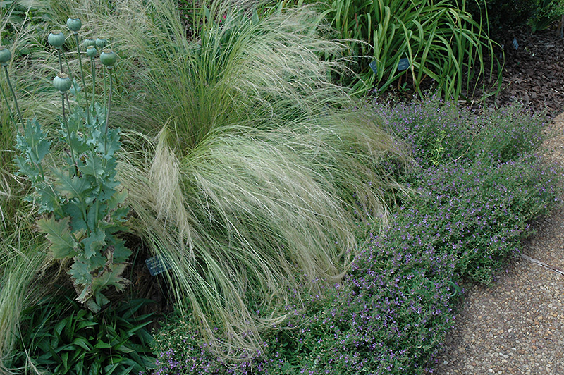 How to Take Care of Mexican Feather Grass