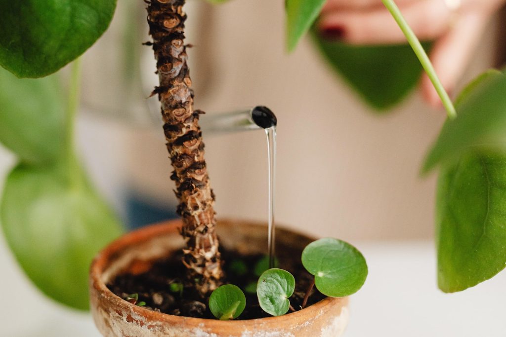 How to Take Care of a Chinese Money Plant