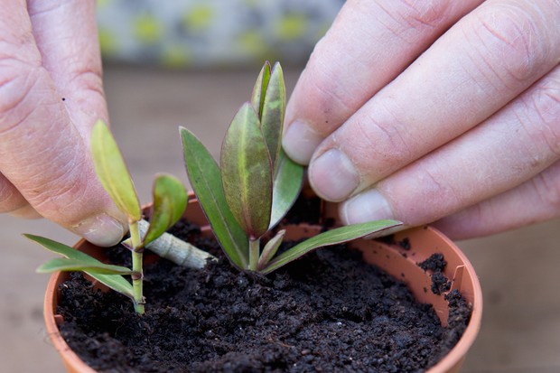 How to Take Hebe Cuttings