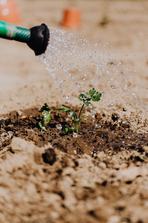 How to Water and Fertilize Campanula for Ideal Growth