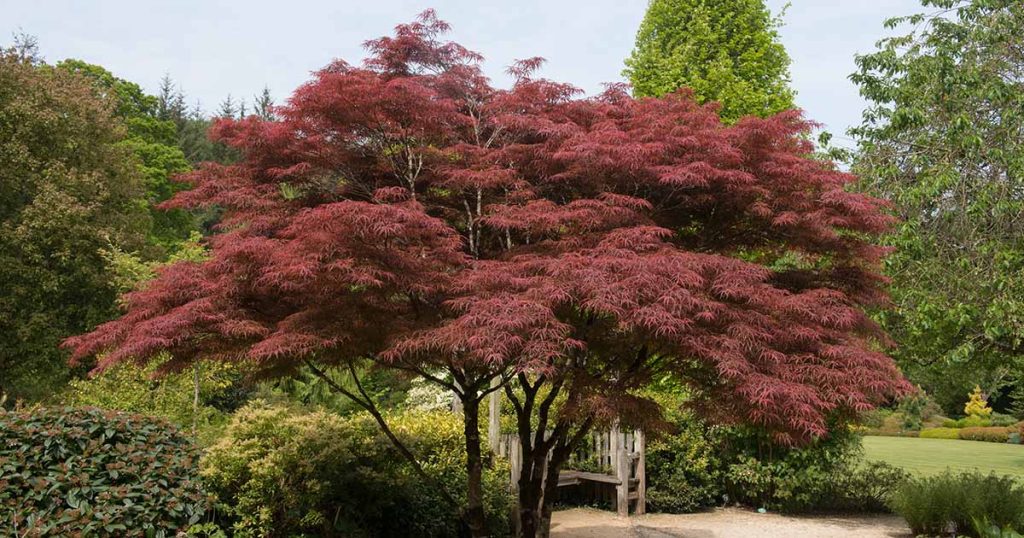 How to get a Bushy Acer Tree