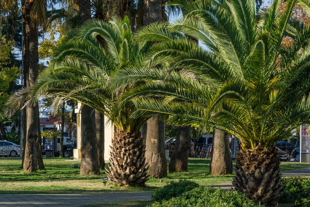 How Long Does a Palm Tree Take to Grow in UK?