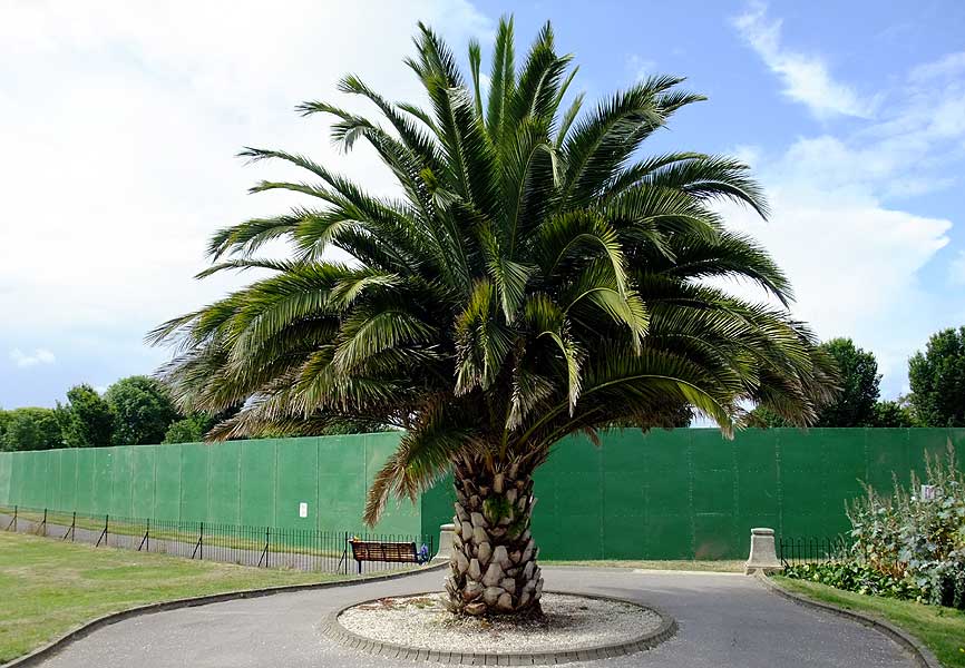 How Long Do Palm Trees Live in UK?